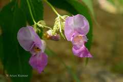 Impatiens glandulifera